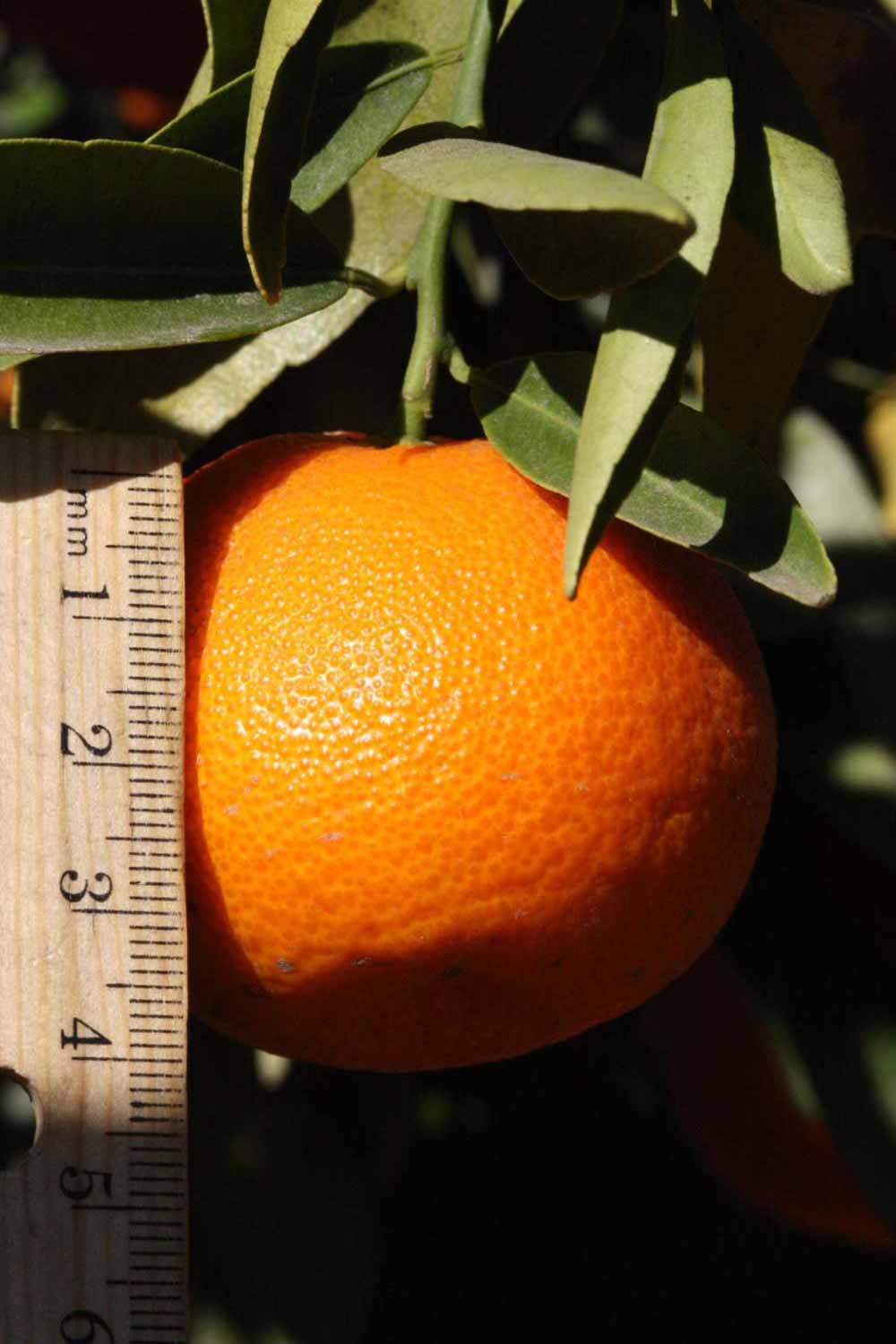              Fruit (Clementain Fina, Riverside, CA)       